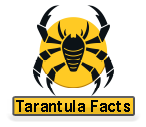 Tarantula Facts